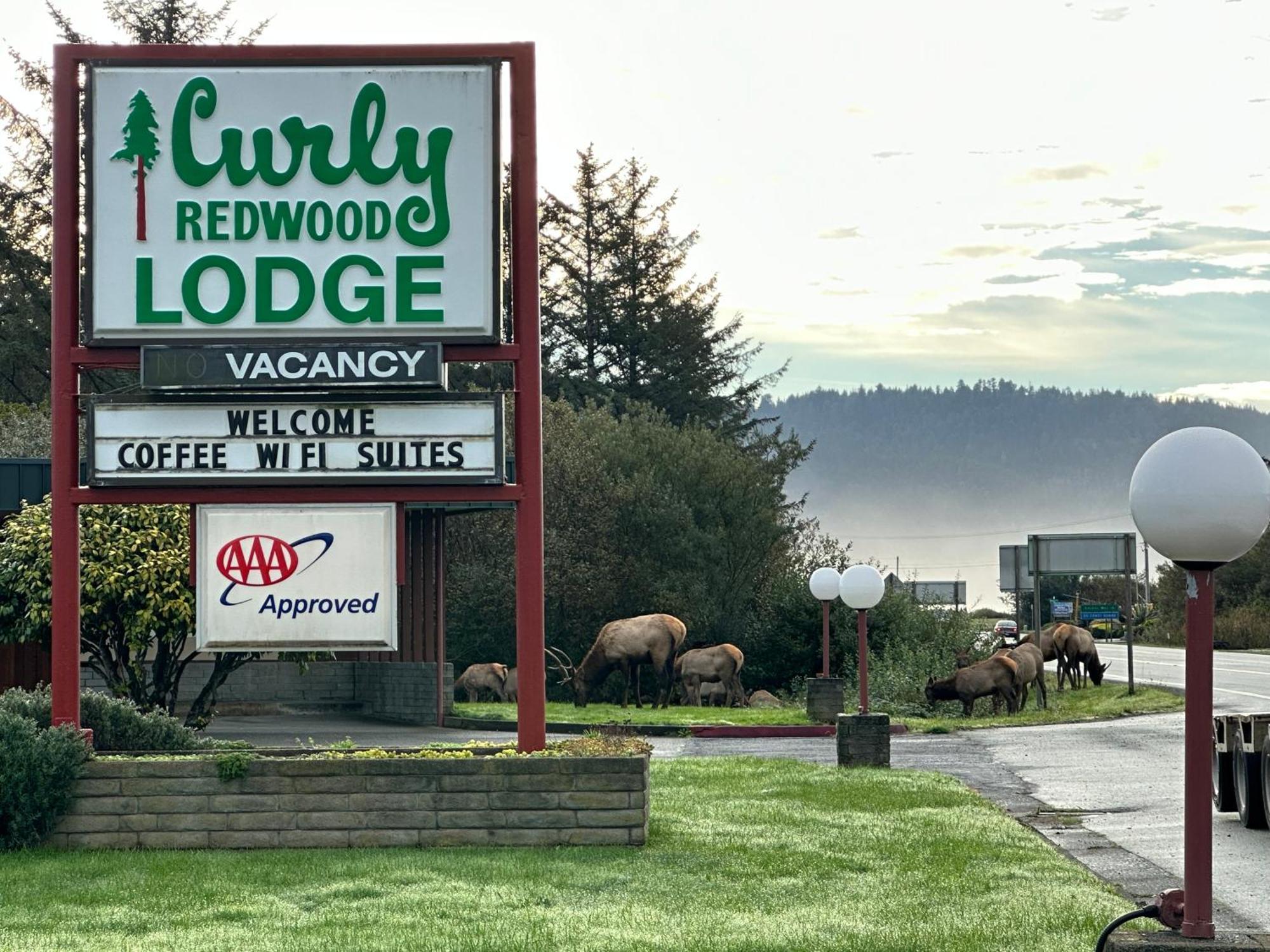 Curly Redwood Lodge 크레센트시티 외부 사진